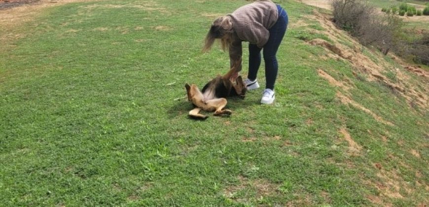 PARCELA EN CONDOMINIO HACIENDA EL PANGAL